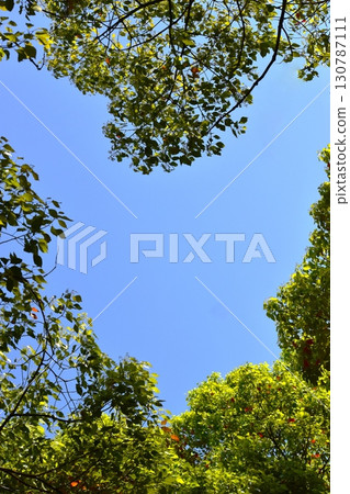 樹枝環繞的天空呈現出各種形狀。 130787111