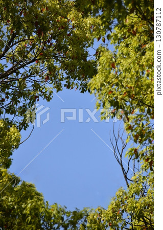 樹枝環繞的天空呈現出各種形狀。 樹枝環繞的天空呈現出各種形狀。 130787112