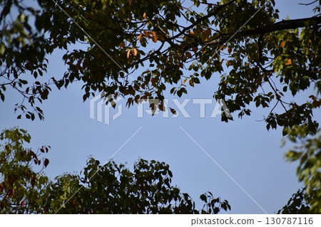The sky surrounded by tree branches takes on various shapes. 130787116