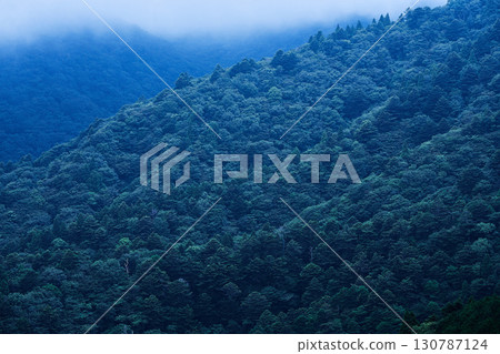 山坡上的深林 130787124
