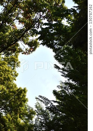 樹枝環繞的天空呈現出各種形狀。 130787162