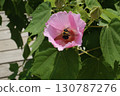 A carpenter bee emerges from a hibiscus flower 130787276