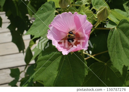 A carpenter bee emerges from a hibiscus flower 130787276