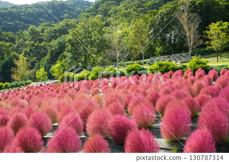 一排排圓形的紅色藜蘆花，非常漂亮。 「岡山縣真庭市蒜山高原」。 130787314