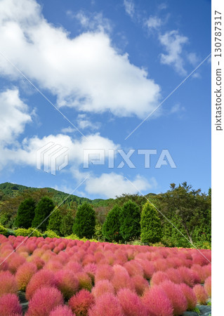 藍天下,一排排渾圓的紅色藜蘆花,非常漂亮。 “岡山縣真庭市蒜山高原” 藍天下,一排排渾圓的紅色藜蘆花,非常漂亮。 “岡山縣真庭市蒜山高原” 130787317