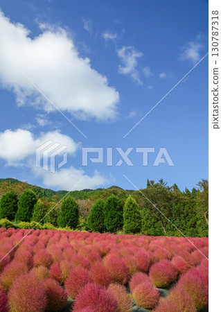 藍天下,一排排渾圓的紅色藜蘆花,非常漂亮。 “岡山縣真庭市蒜山高原” 藍天下,一排排渾圓的紅色藜蘆花,非常漂亮。 “岡山縣真庭市蒜山高原” 130787318