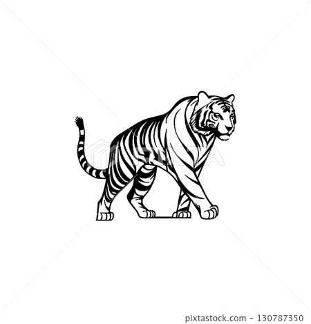 vectors of tiger animals walking vectors of tiger animals walking 130787350