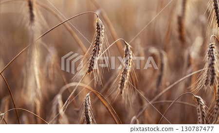 Golden Grains Gently Swaying in the Breeze A Celebration of Natures Tranquility and Serenity 130787477
