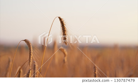 Golden Grains in the Beautiful Sunset Natures Bountiful Harvest and Wonders Await 130787479