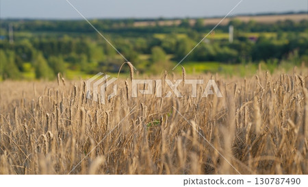 A Beautiful Rustic Wheat Field Landscape Captured in Radiant Sunlight and Nature A Beautiful Rustic Wheat Field Landscape Captured in Radiant Sunlight and Nature 130787490