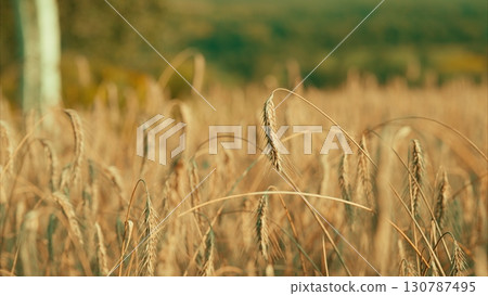 The picturesque Golden Wheat Field illuminated by the warm light of Autumn is simply stunning 130787495