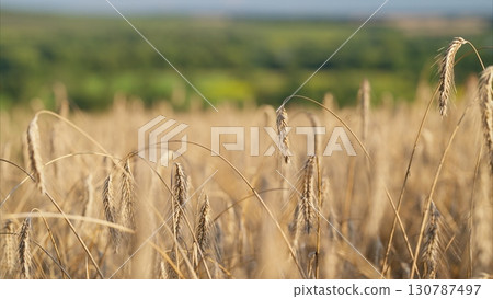 A Golden Wheat Field Gently Stretching Under a Clear Blue Sky, Bathed Radiantly in Warm Sunshine A Golden Wheat Field Gently Stretching Under a Clear Blue Sky, Bathed Radiantly in Warm Sunshine 130787497