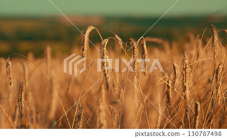 A stunning Golden Wheat Field in Summer, showcasing natures bounty and vibrant growth A stunning Golden Wheat Field in Summer, showcasing natures bounty and vibrant growth 130787498