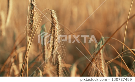 Majestic and Picturesque Golden Wheat Fields Under the Beautiful Sunset Sky Above 130787499