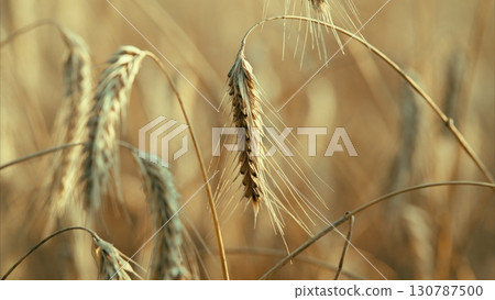 A vibrant golden wheat field adorned with shimmering dew drops glistening in the sun 130787500
