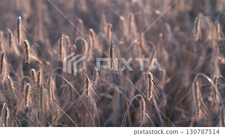 The Graceful Blades of Grass are Glimmering Beautifully in the Soft, Gentle Light The Graceful Blades of Grass are Glimmering Beautifully in the Soft, Gentle Light 130787514