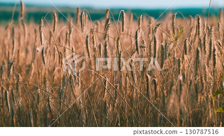A Beautiful Golden Field of Grain Stretching Under a Clear Blue Sky and Bright Sunlight A Beautiful Golden Field of Grain Stretching Under a Clear Blue Sky and Bright Sunlight 130787516