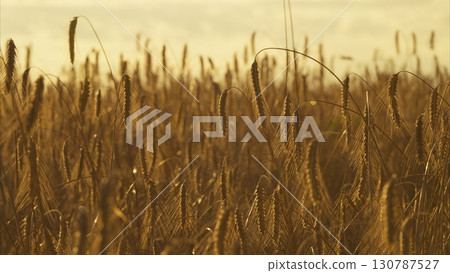 A Stunning Golden Wheat Field at Sunrise Surrounded by a Gentle and Refreshing Breeze A Stunning Golden Wheat Field at Sunrise Surrounded by a Gentle and Refreshing Breeze 130787527