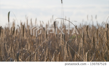 A beautiful golden wheat field spreads out under a clear blue sky, illuminated by soft sunlight 130787528