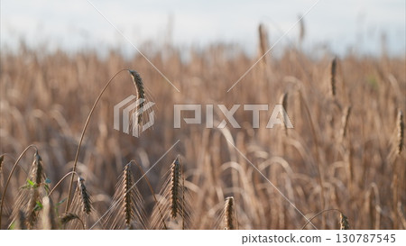 Golden Fields of Tall Grasses Stretching Out Under a Beautiful Clear Blue Sky Above Golden Fields of Tall Grasses Stretching Out Under a Beautiful Clear Blue Sky Above 130787545