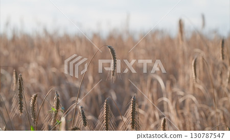 Golden Fields of Grasses in a Beautiful Natural Landscape Full of Life and Serenity Golden Fields of Grasses in a Beautiful Natural Landscape Full of Life and Serenity 130787547