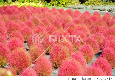 A cute photo of rows of perfectly round red kochia flowers. "Hiruzen Plateau, Maniwa City, Okayama Prefecture." A cute photo of rows of perfectly round red kochia flowers. "Hiruzen Plateau, Maniwa City, Okayama Prefecture." 130787617