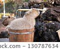 Capybara Hot Springs 130787634