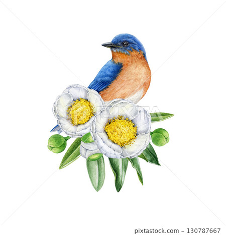 Bluebird with white camellia flowers decor watercolor illustration. Hand drawn cute small garden songbird with spring camellia blossoms and leaves floral decoration on white background Bluebird with white camellia flowers decor watercolor illustration. Hand drawn cute small garden songbird with spring camellia blossoms and leaves floral decoration on white background 130787667