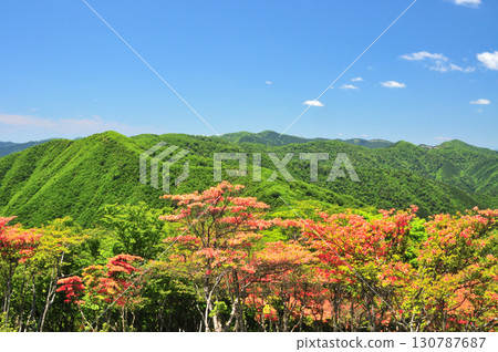 小檁岳（日本杜鵑花）[奈良縣野坂川村和十津川村] 130787687