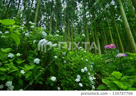Hydrangeas in Kanazawa Urayama Forest, Minano Town Hydrangeas in Kanazawa Urayama Forest, Minano Town 130787706