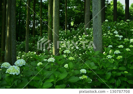皆野町金澤浦山林的繡球花 130787708