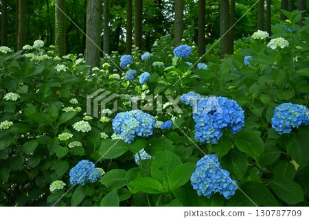 皆野町金澤浦山林的繡球花 130787709