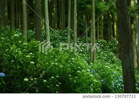 Hydrangeas in Kanazawa Urayama Forest, Minano Town Hydrangeas in Kanazawa Urayama Forest, Minano Town 130787713