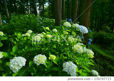 Hydrangeas in Kanazawa Urayama Forest, Minano Town Hydrangeas in Kanazawa Urayama Forest, Minano Town 130787715