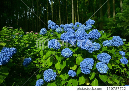 Hydrangeas in Kanazawa Urayama Forest, Minano Town Hydrangeas in Kanazawa Urayama Forest, Minano Town 130787722