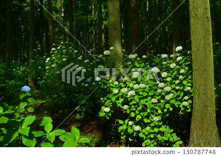Hydrangeas in Kanazawa Urayama Forest, Minano Town Hydrangeas in Kanazawa Urayama Forest, Minano Town 130787748