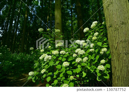 皆野町金澤浦山林的繡球花 皆野町金澤浦山林的繡球花 130787752