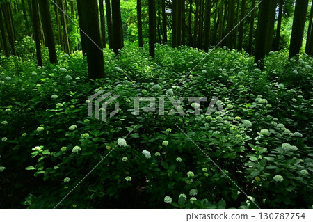 皆野町金澤浦山林的繡球花 皆野町金澤浦山林的繡球花 130787754