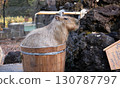 Capybara Hot Springs 130787797