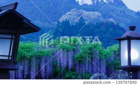 Beautiful wisteria flowers blooming against the backdrop of the mountains 130787840