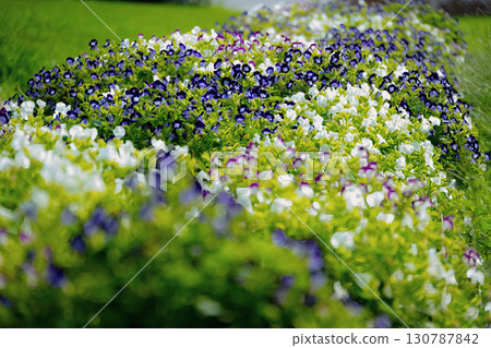 Flower bed with white and purple torenia flowers Flower bed with white and purple torenia flowers 130787842