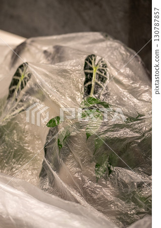 Houseplants covered with plastic film after being treated with acaricide against spider mites Houseplants covered with plastic film after being treated with acaricide against spider mites 130787857
