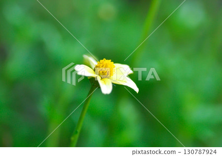 Bidens alba , Butterfly needles or Common beggarticks or Hairy beggarticks or Romerillo or Shepherds needles or Spanish needles Bidens alba , Butterfly needles or Common beggarticks or Hairy beggarticks or Romerillo or Shepherds needles or Spanish needles 130787924
