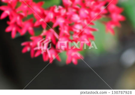 blur background or flower background , Pentas lanceolata , Egyptian star cluster or RUBIACEAE or Egyptian starcluster or Starflower or pink flower 130787928