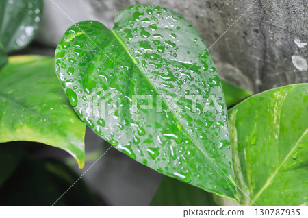 Epipremnum, Epipremnum Pinnatum Variegata or Epipremnum pinnatum variegated albo and rain droplet Epipremnum, Epipremnum Pinnatum Variegata or Epipremnum pinnatum variegated albo and rain droplet 130787935