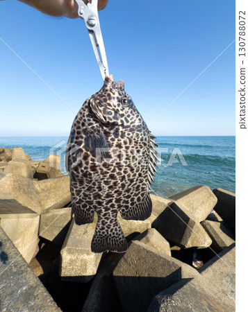 從堤岸捕獲的新鮮石垣鯛魚（Ishigakidai） 130788072