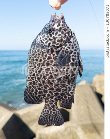 Freshly caught Ishigaki sea bream (Ishigakidai) from the embankment Freshly caught Ishigaki sea bream (Ishigakidai) from the embankment 130788073
