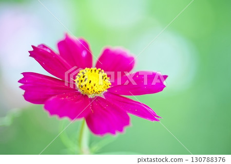 盛開在波斯菊田中的美麗波斯菊花 130788376