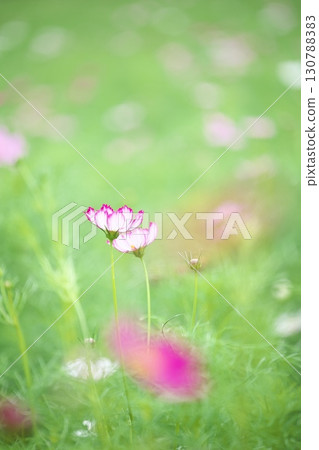 Beautiful cosmos flowers blooming in a cosmos field 130788383