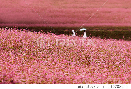 漫步在一片粉紅色的地毯上（紅色的蕎麥田） 130788931